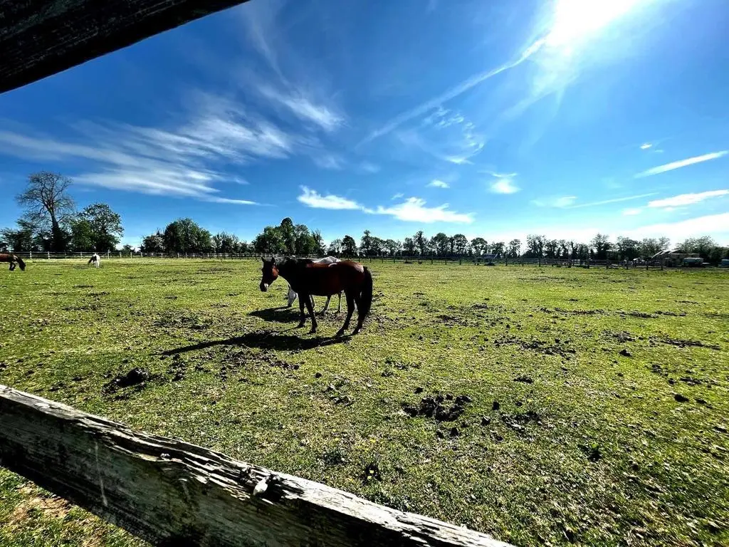 Un cheval